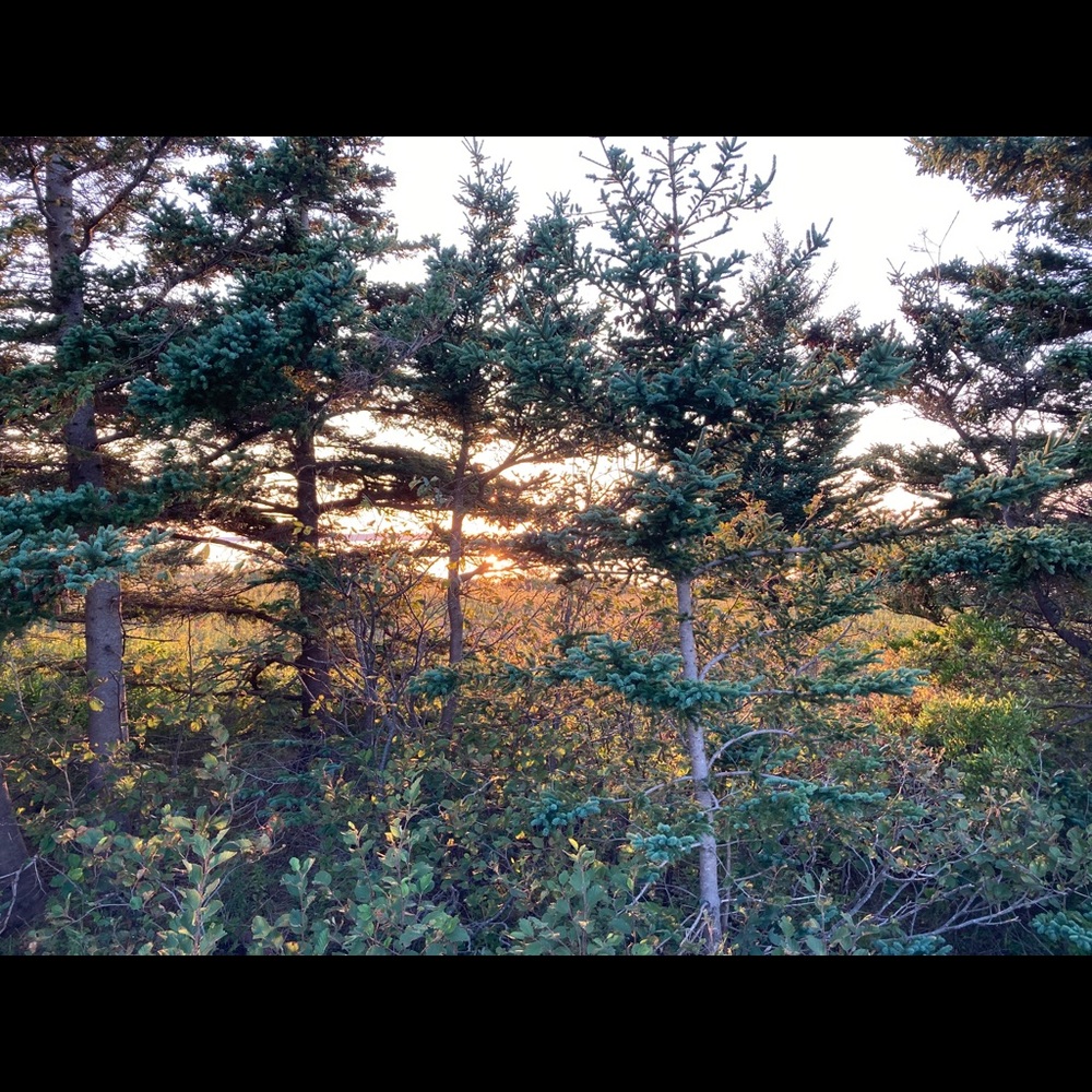 Meet your Posher, Irène